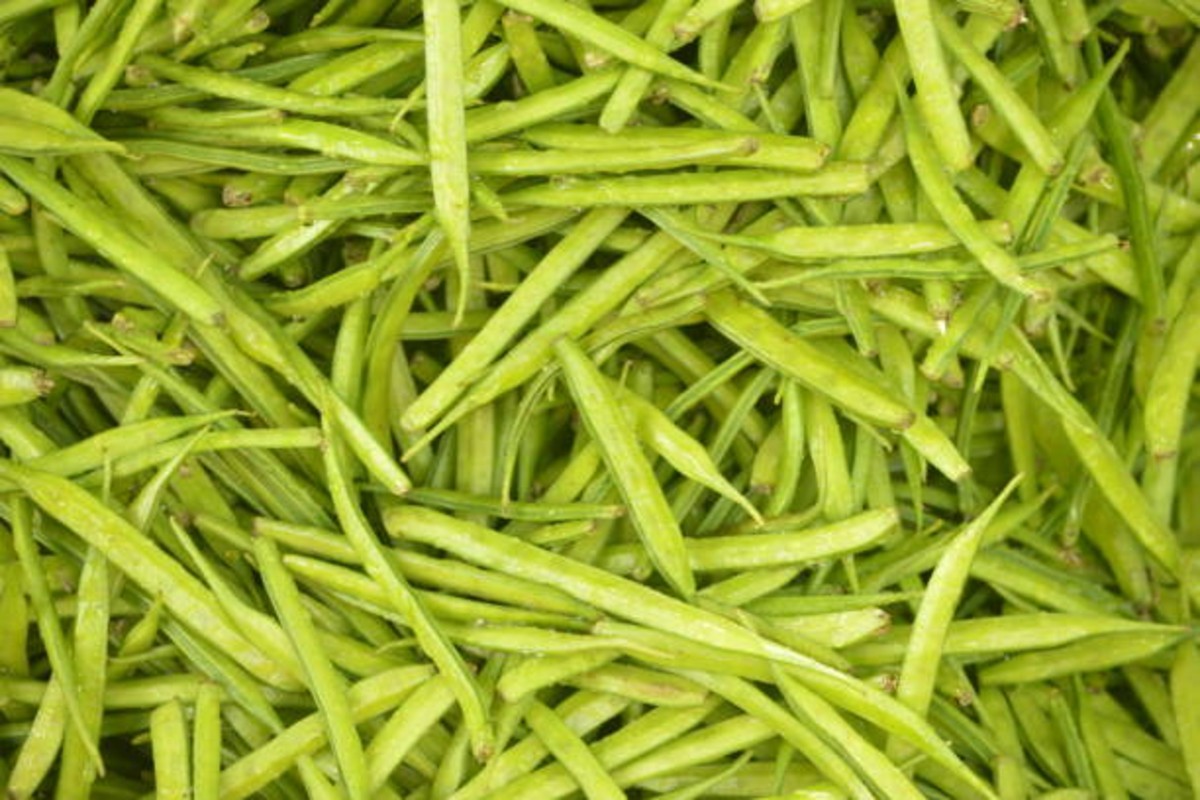 Guar Farming Kohinoor 51 Seeds