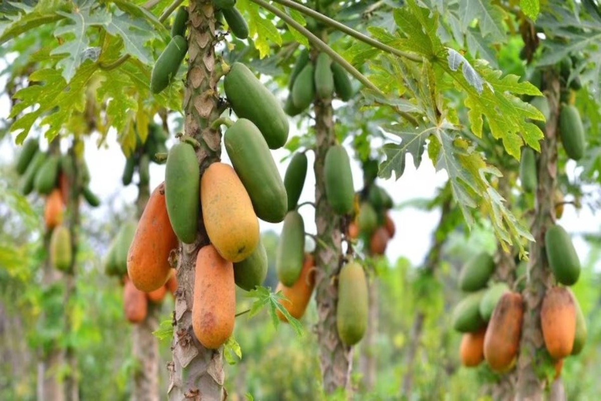 Papaya Farming