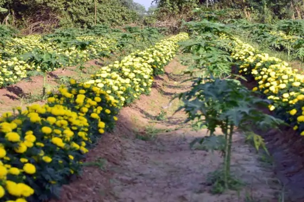 Natural farming