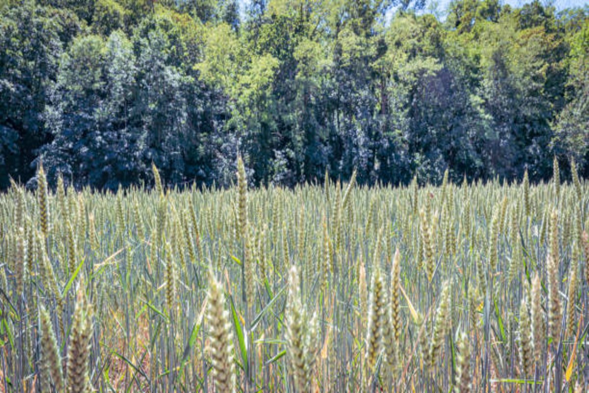 Rabi Crop Advisory