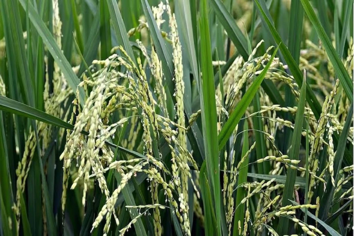 paddy farming
