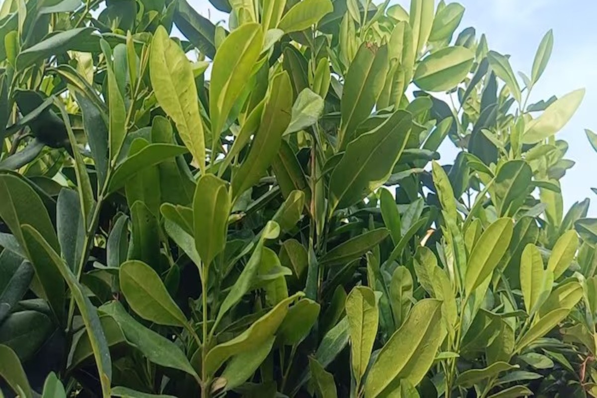 All Spice Plant
