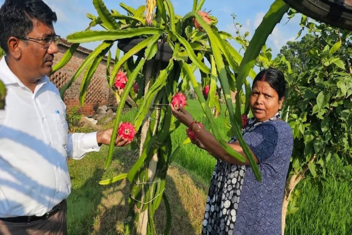 Dragon Fruit Farming
