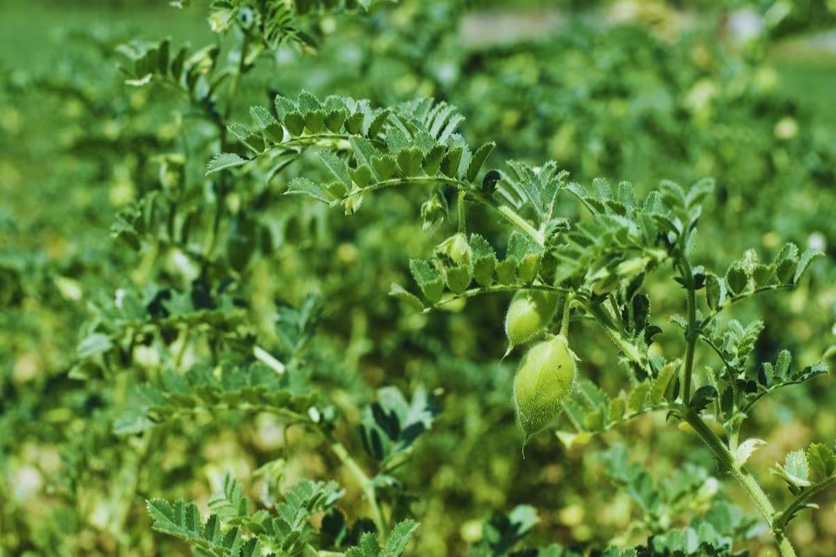 gram cultivation