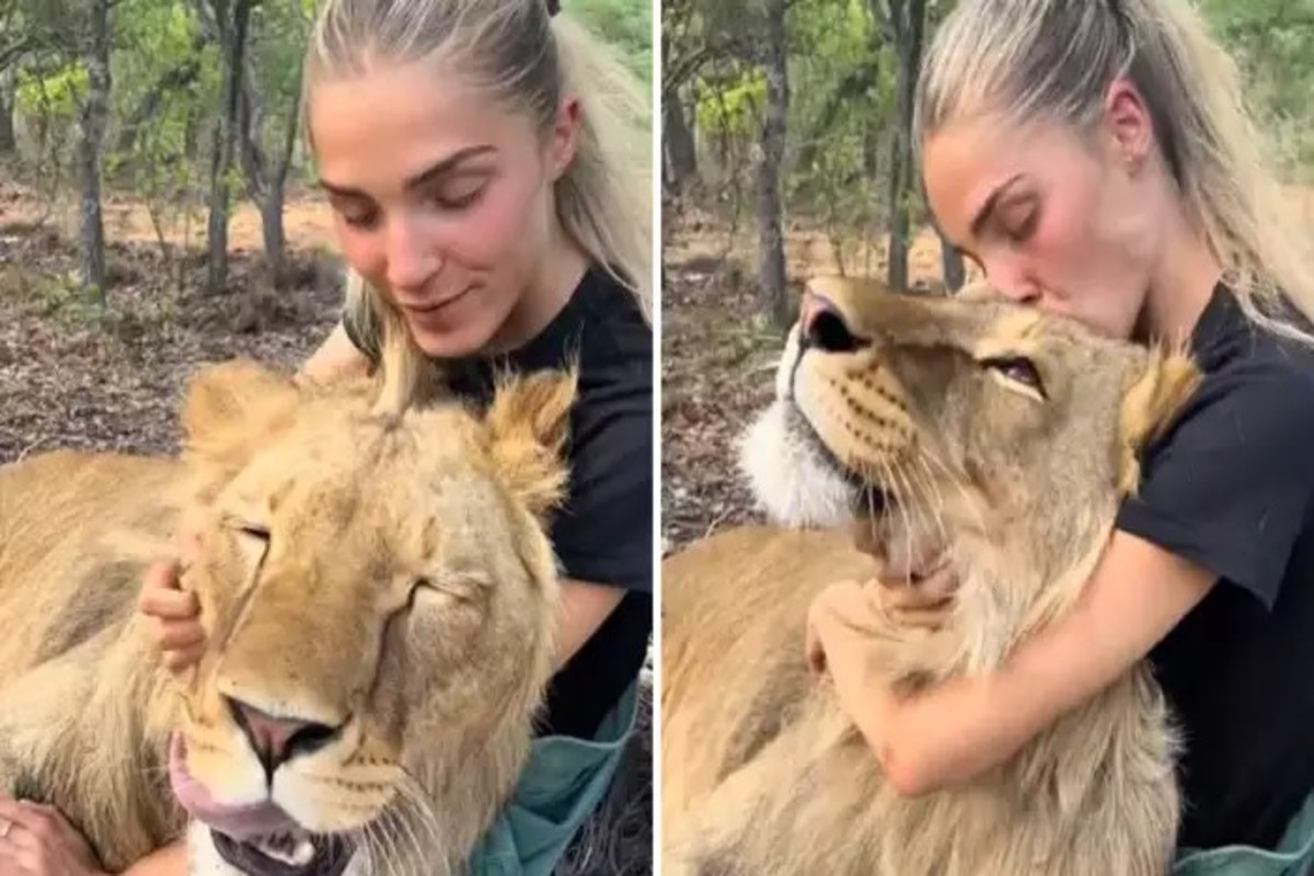 Lion And Lady Viral Video