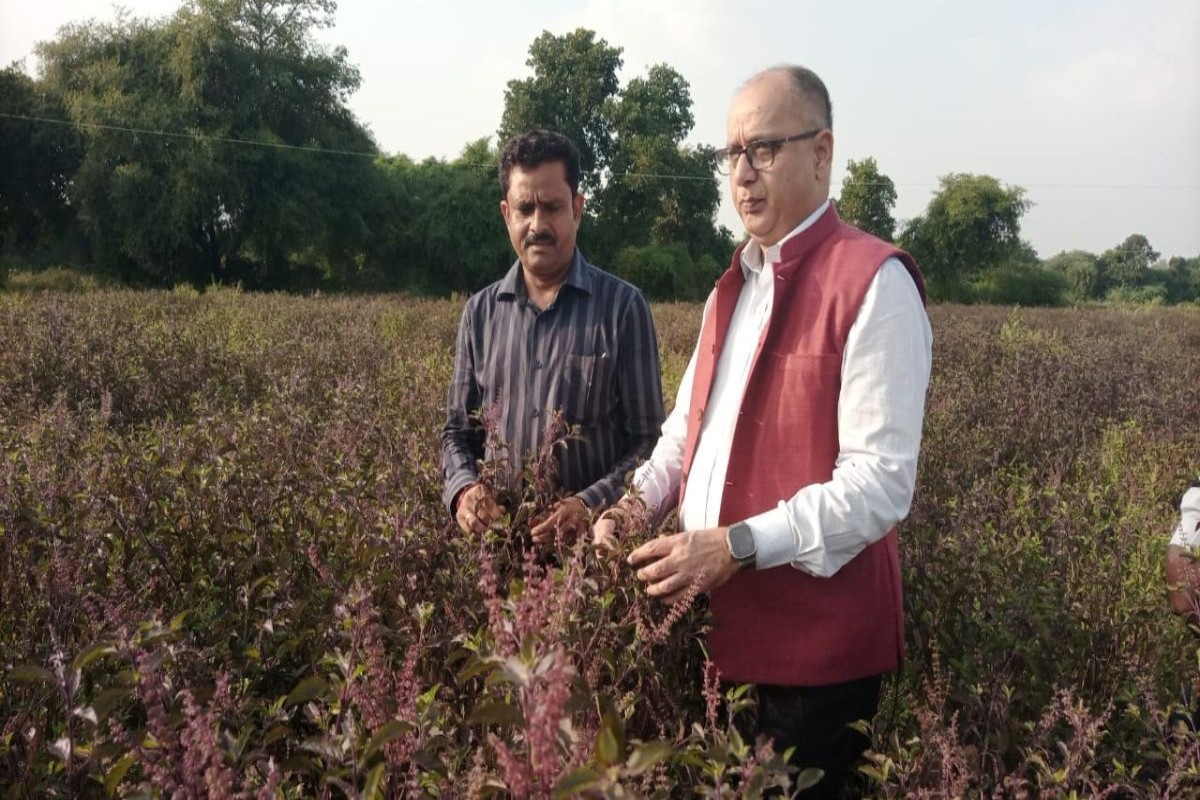 Tulsi Farming