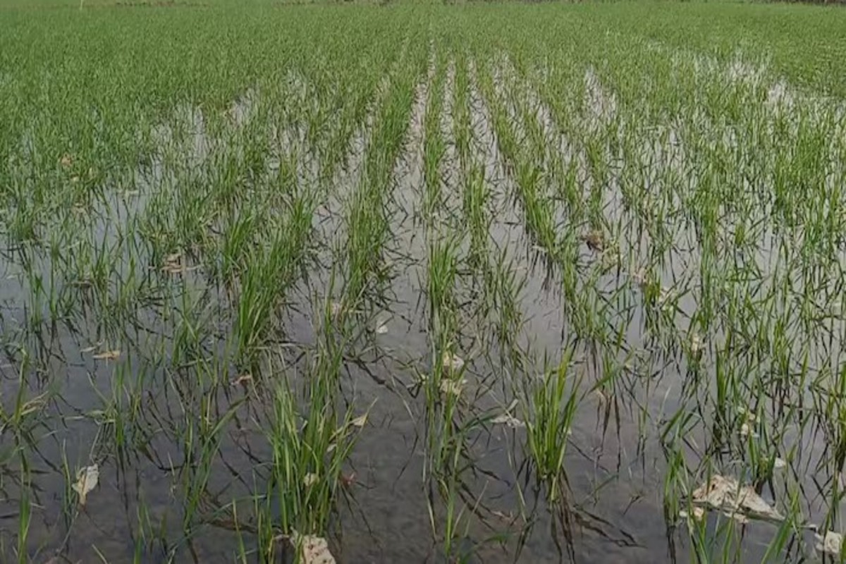 Wheat Farming Tips