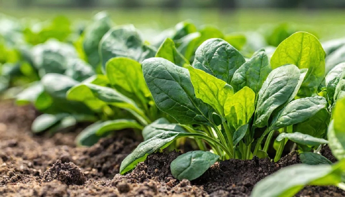 Spinach Benefits