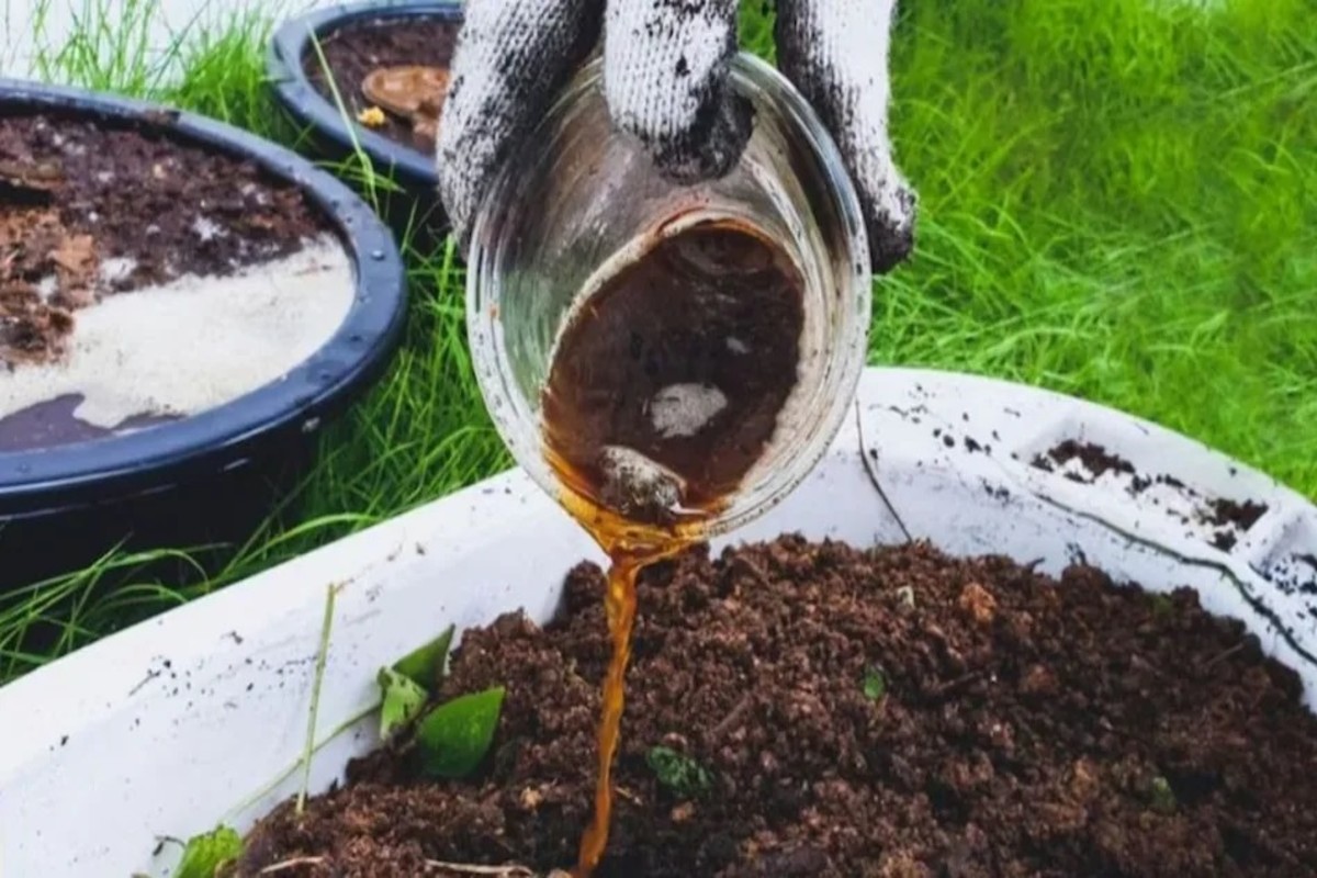 Organic Fertilizer at Home