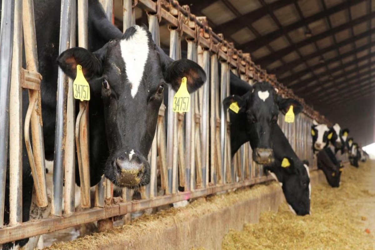 Zebu Breeders