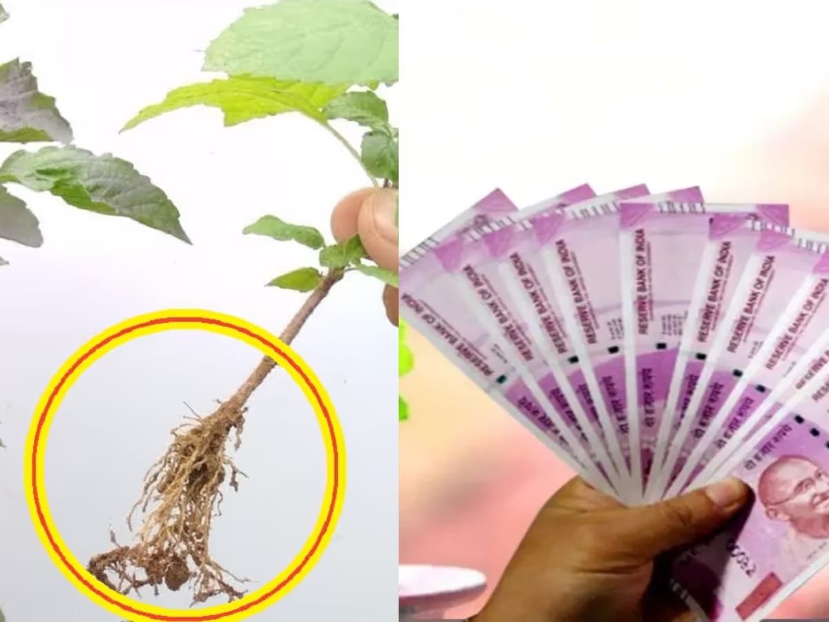 Tulsi Tips
