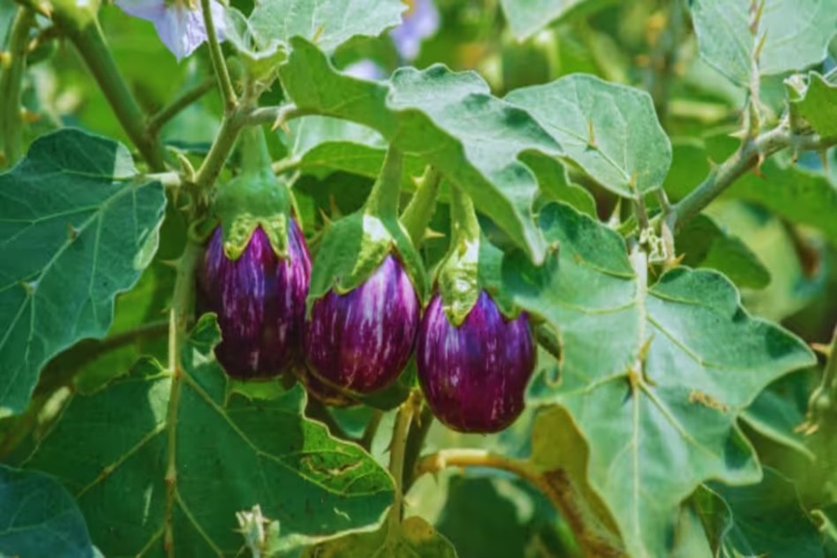 Brinjal farming