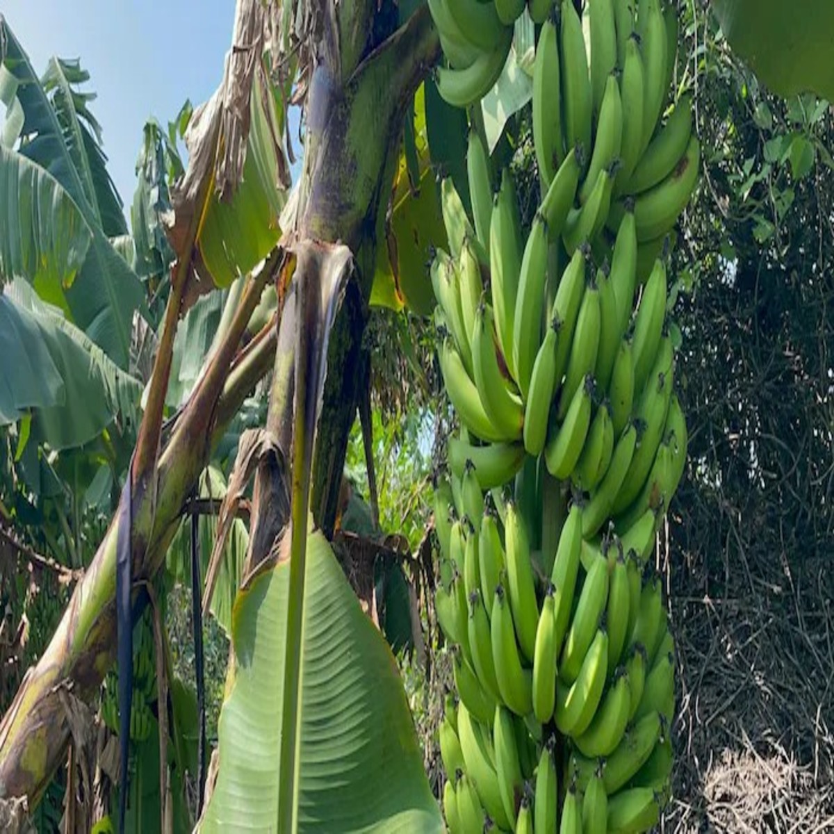Banana Farming Success
