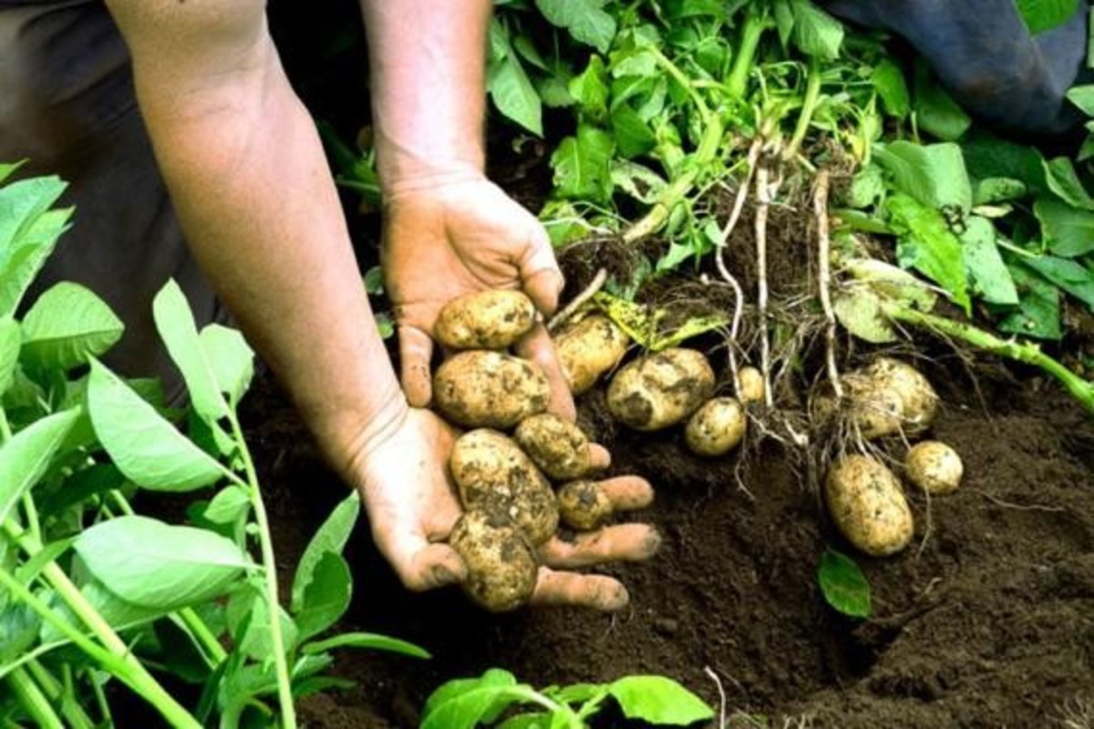 Potato Crop Prevention