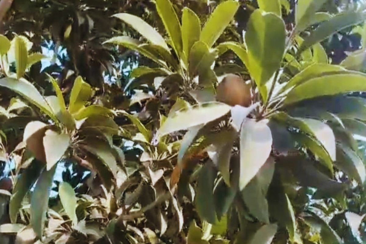 spices farming