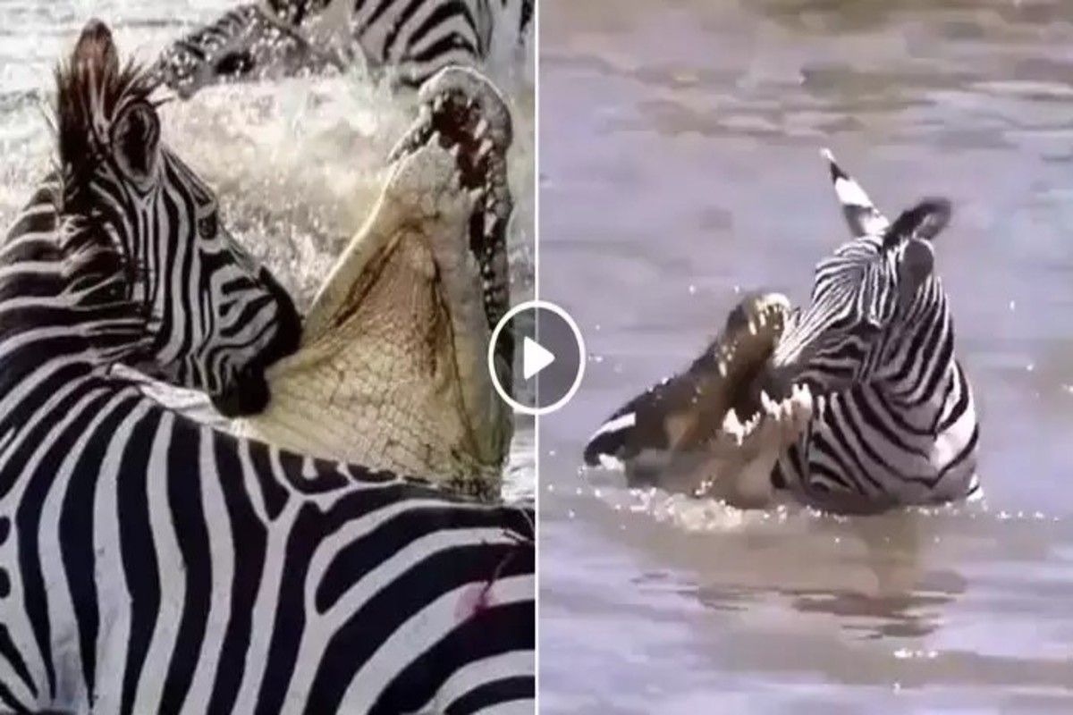 Zebra Vs Crocodile Fight Video