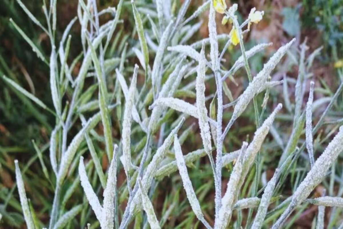weather impact on crops
