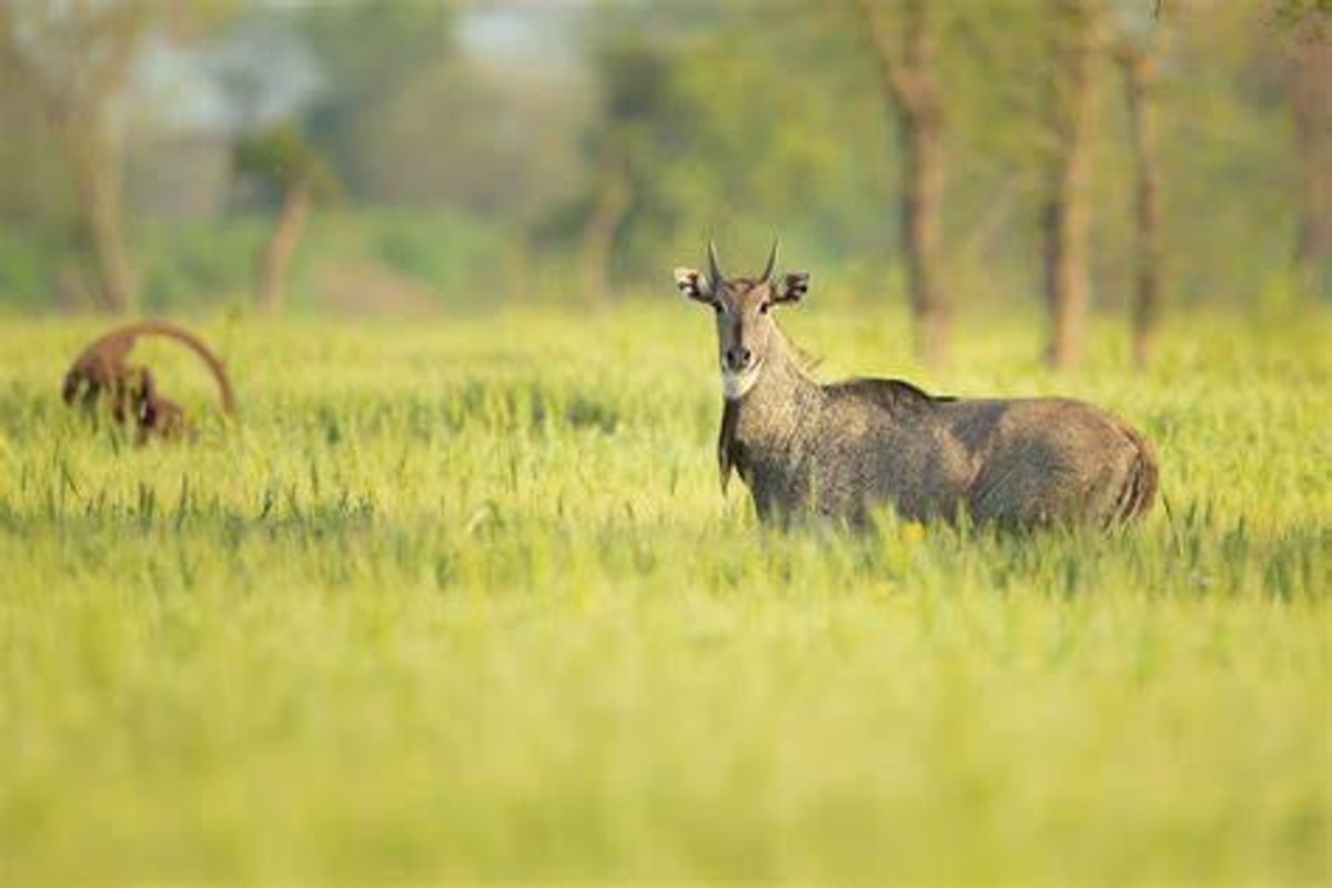 crop protection from Nilgai
