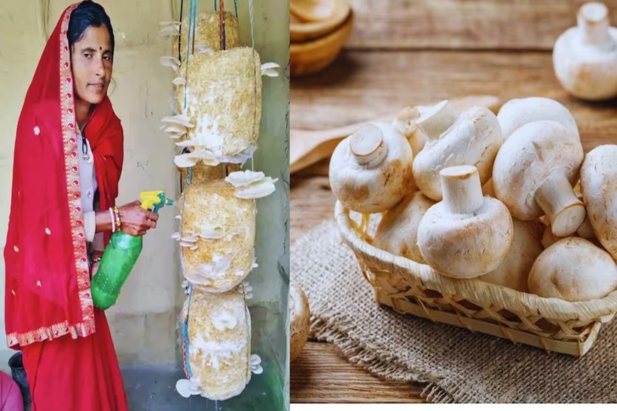 Mushroom Farming