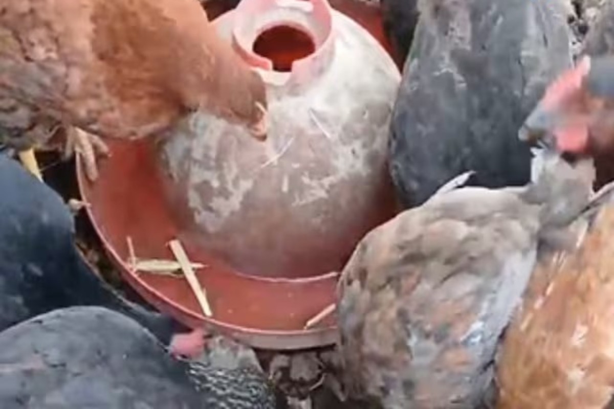 Farmer saves chickens with alcohol