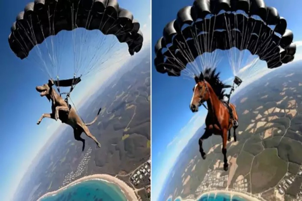 Dog Horse Skydiving Ai Video
