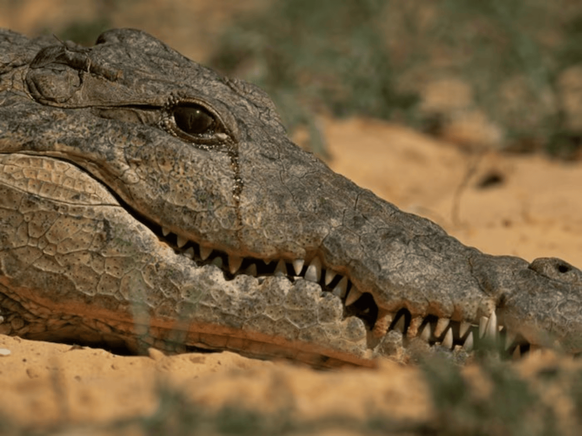 Animal Cries While Eating
