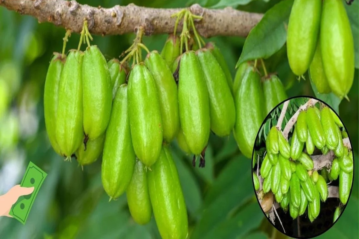 Bilimbi Fruit Farming