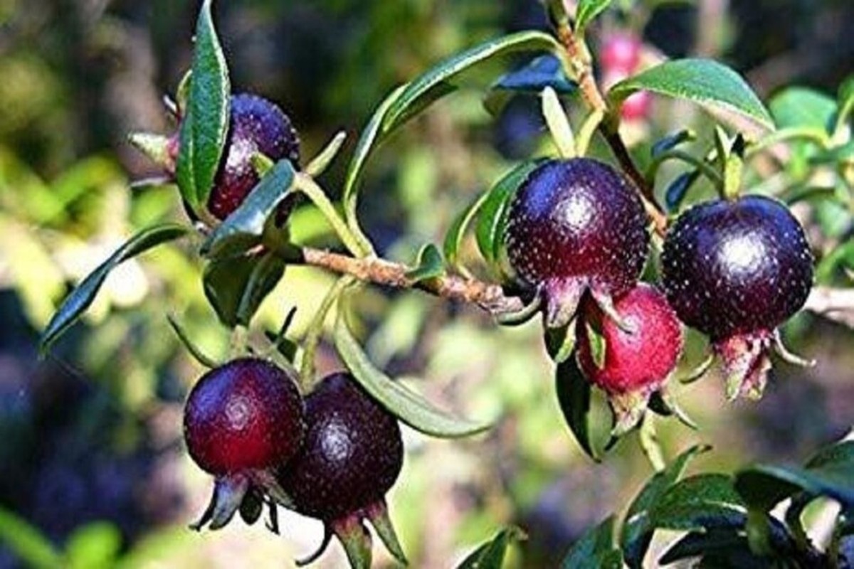 Black guava farming