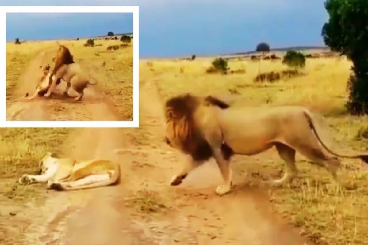 Amazing wildlife video