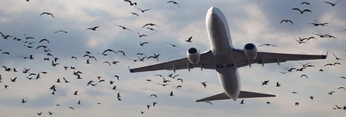 Bird Strike