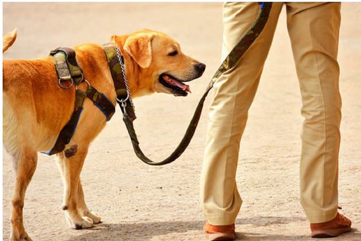 Chinese Police Dog Bonus