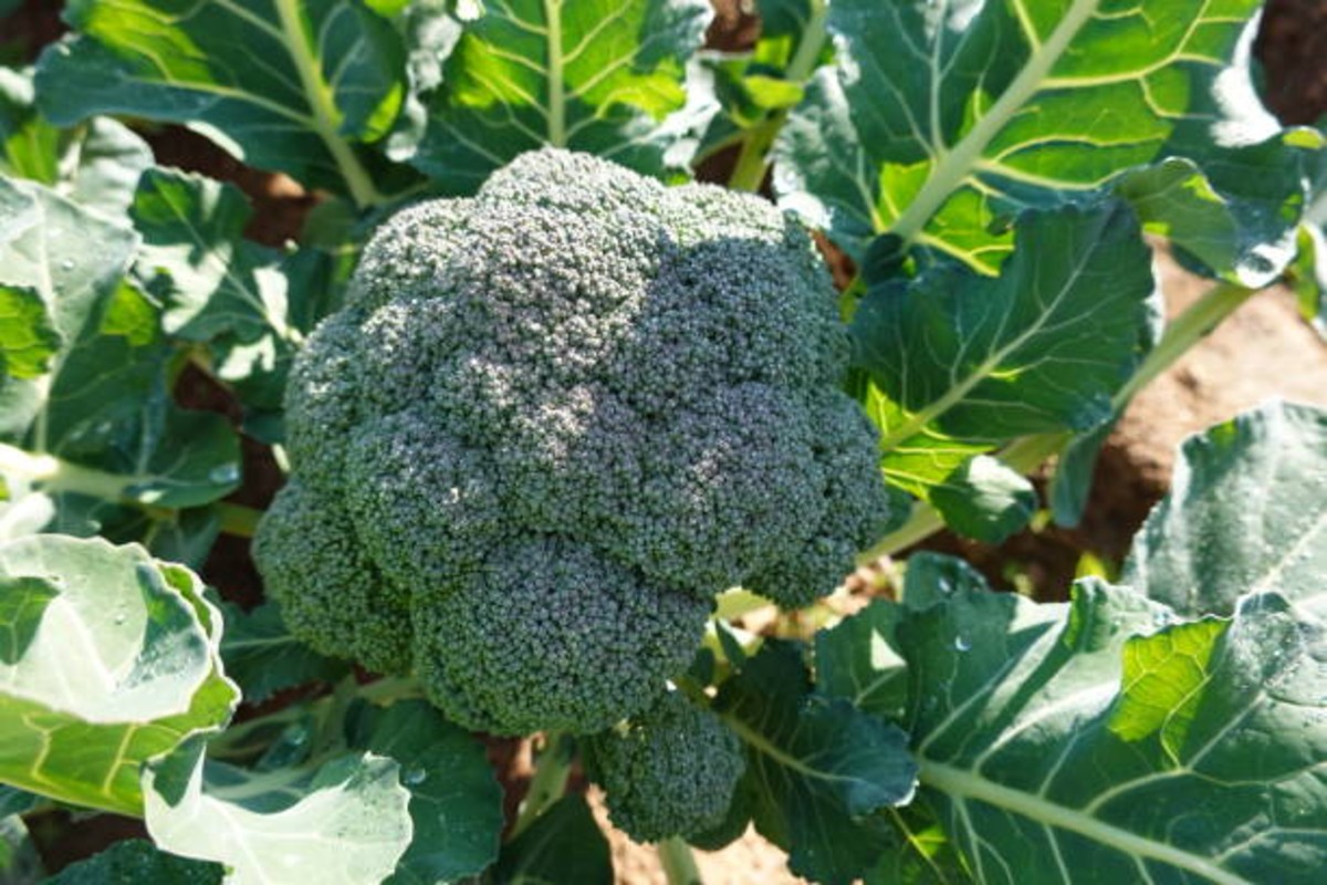How To Grow Broccoli