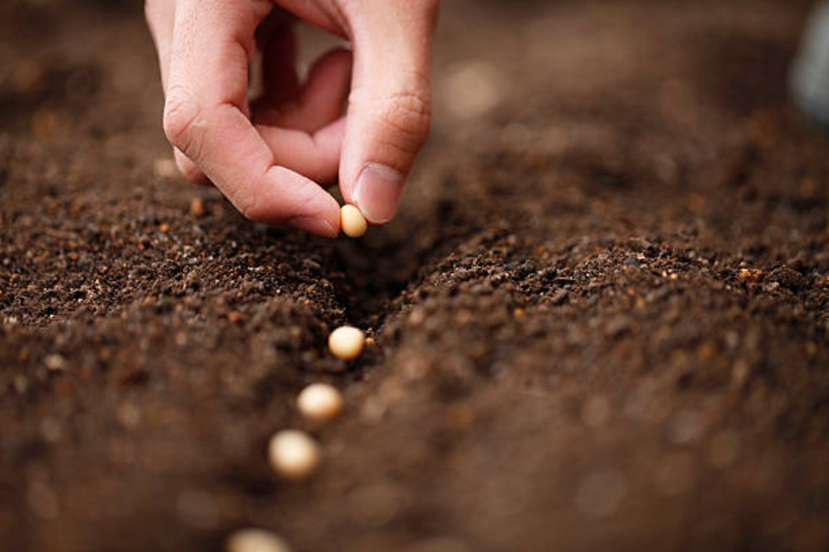 Oilseed Price
