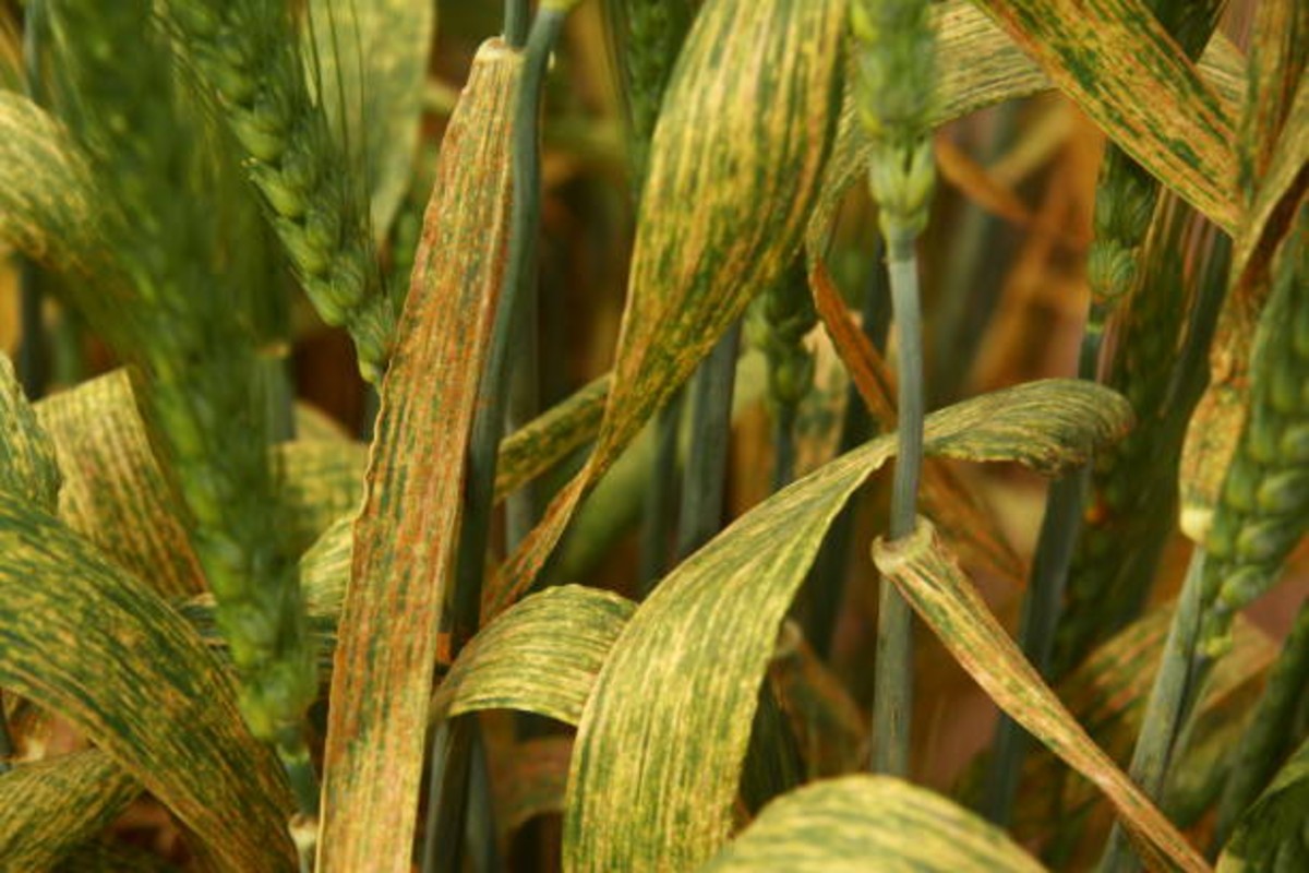 Diseases in wheat crop