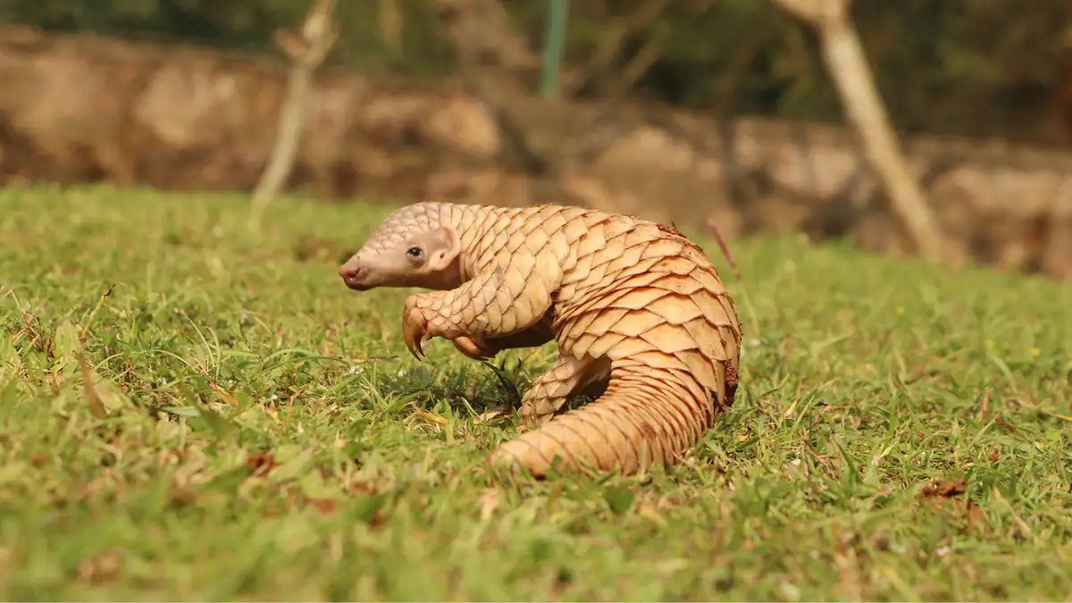 Indian Pangolin