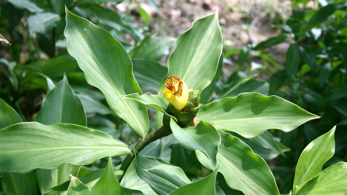 Insulin plant