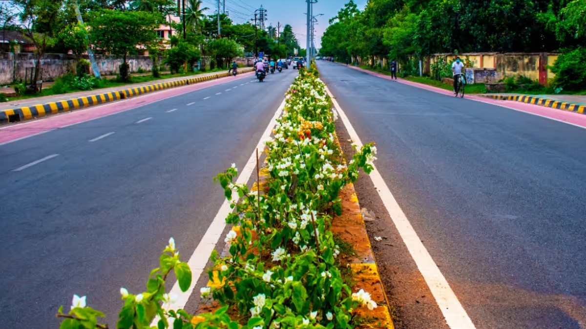 Plants on roads