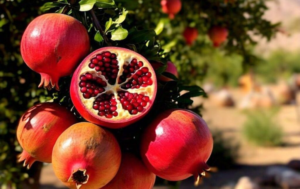 Pomegranate Benefits