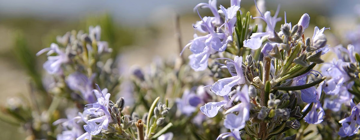 Rosemary Flower