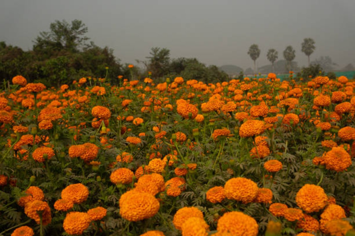 Marigold cultivation