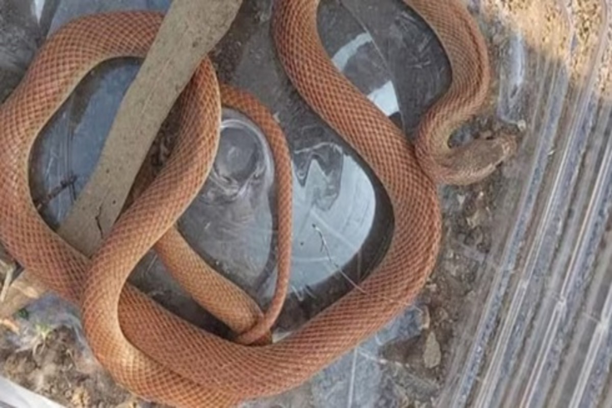 Rare Bandit Racer Snake