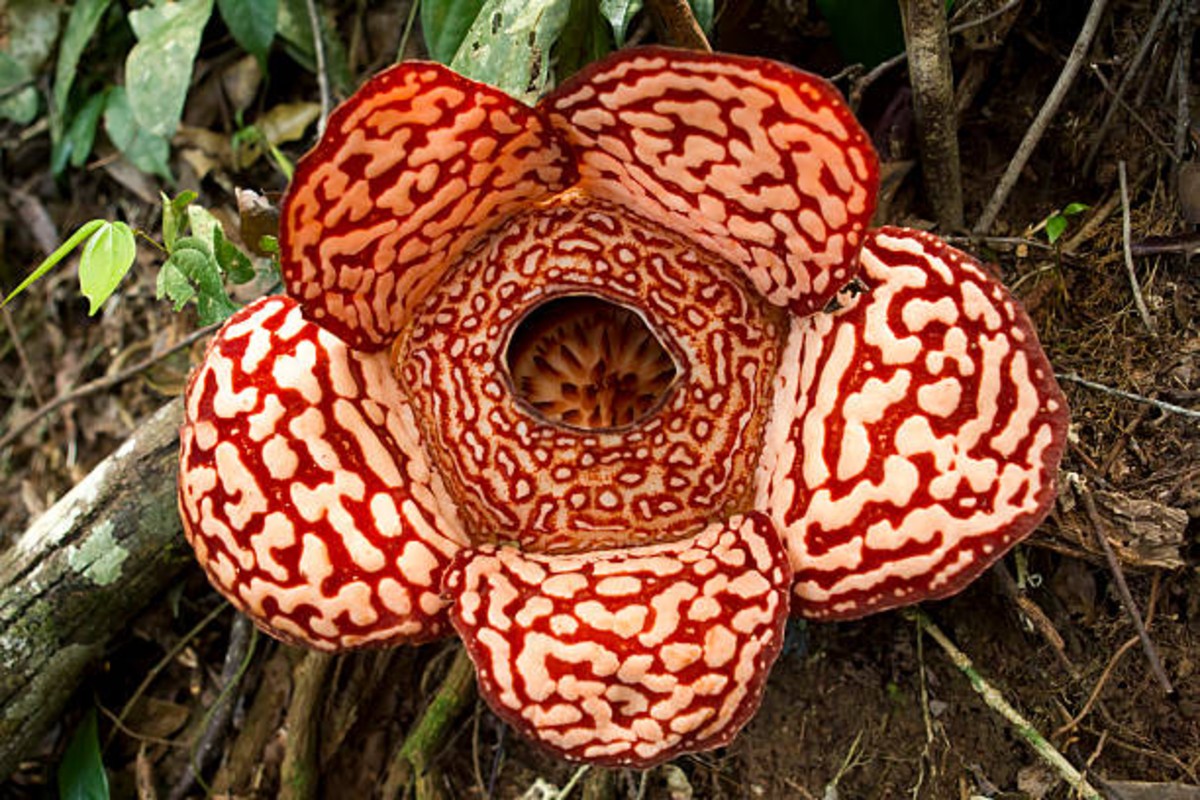 World largest flower