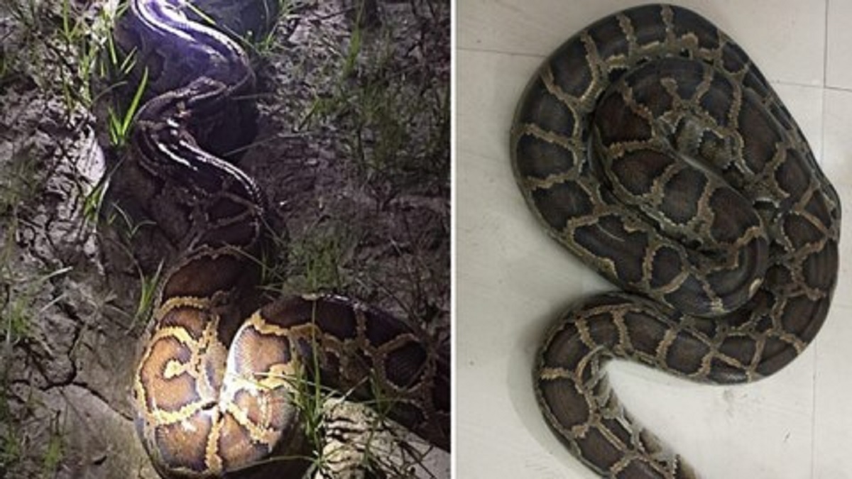 Python Rescue