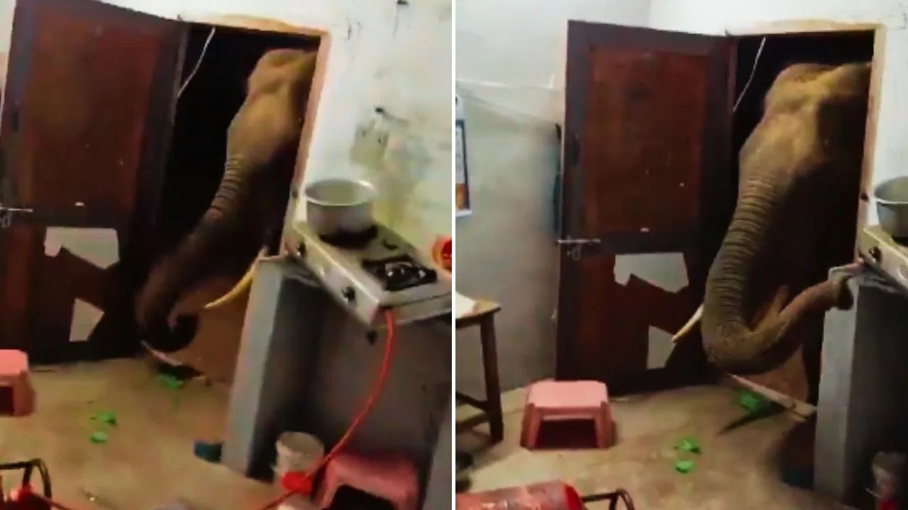 Elephant Enters Home