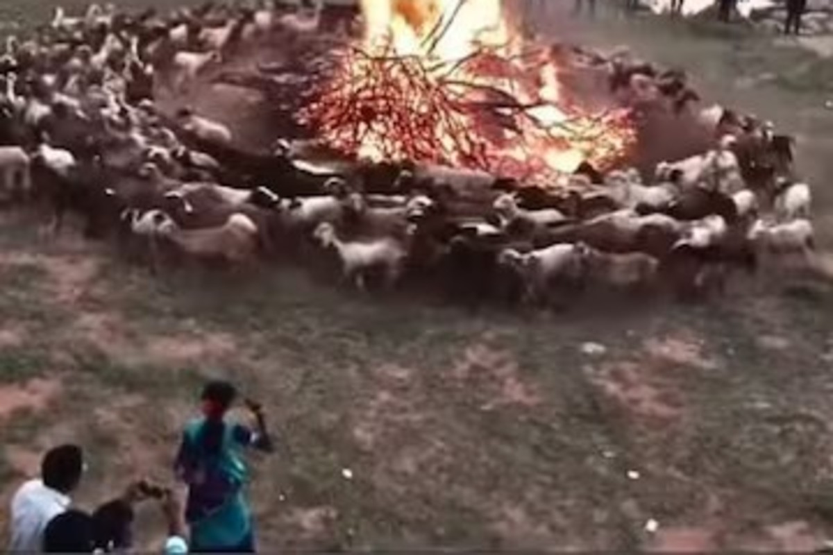 Herd Instict Viral Video