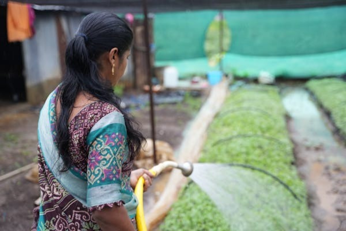 organic fertilizer for plants
