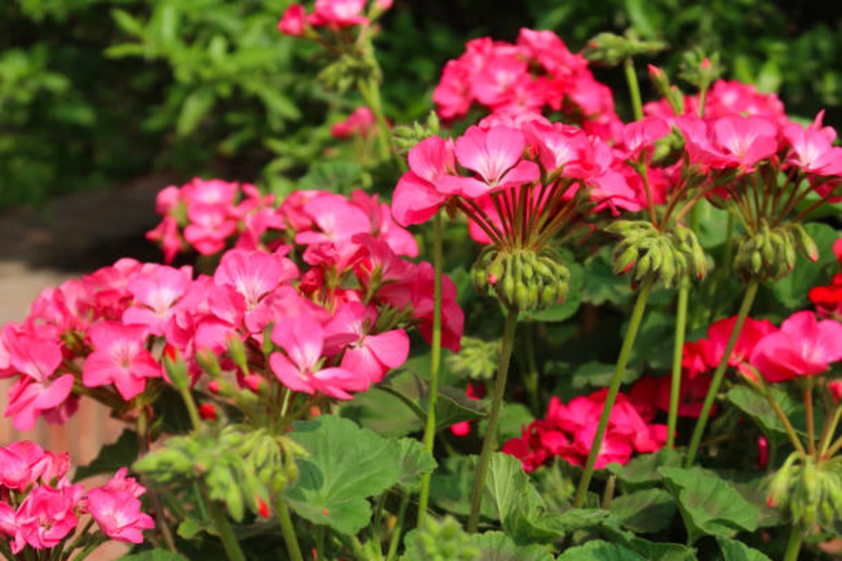 Growing Geraniums