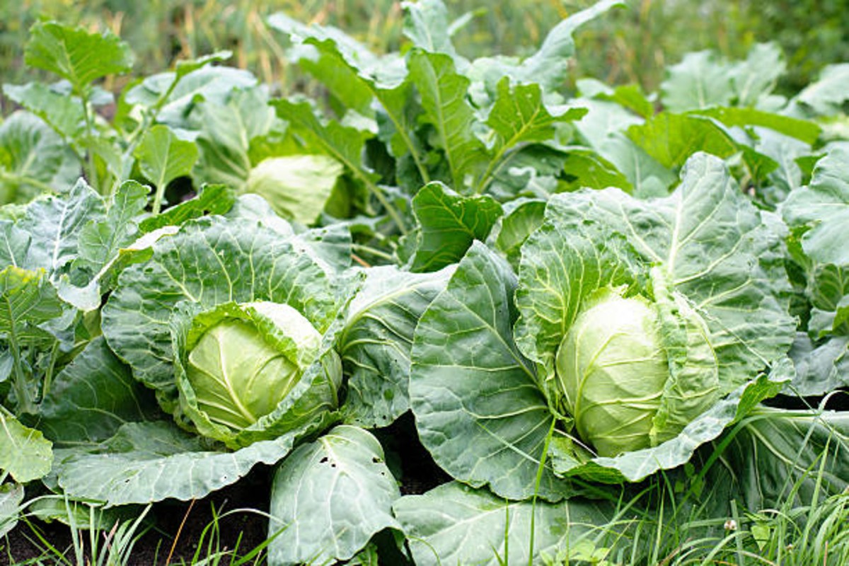 Agriculture News