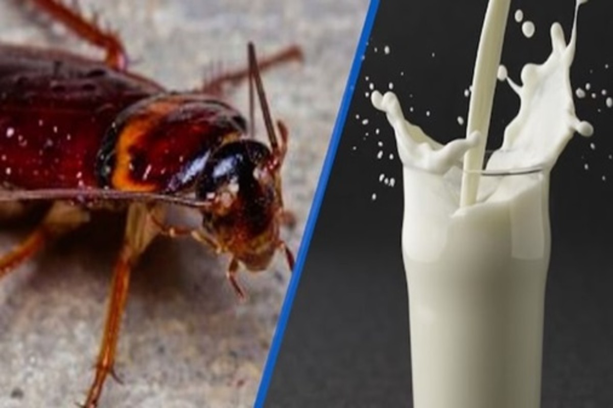 Camel milk