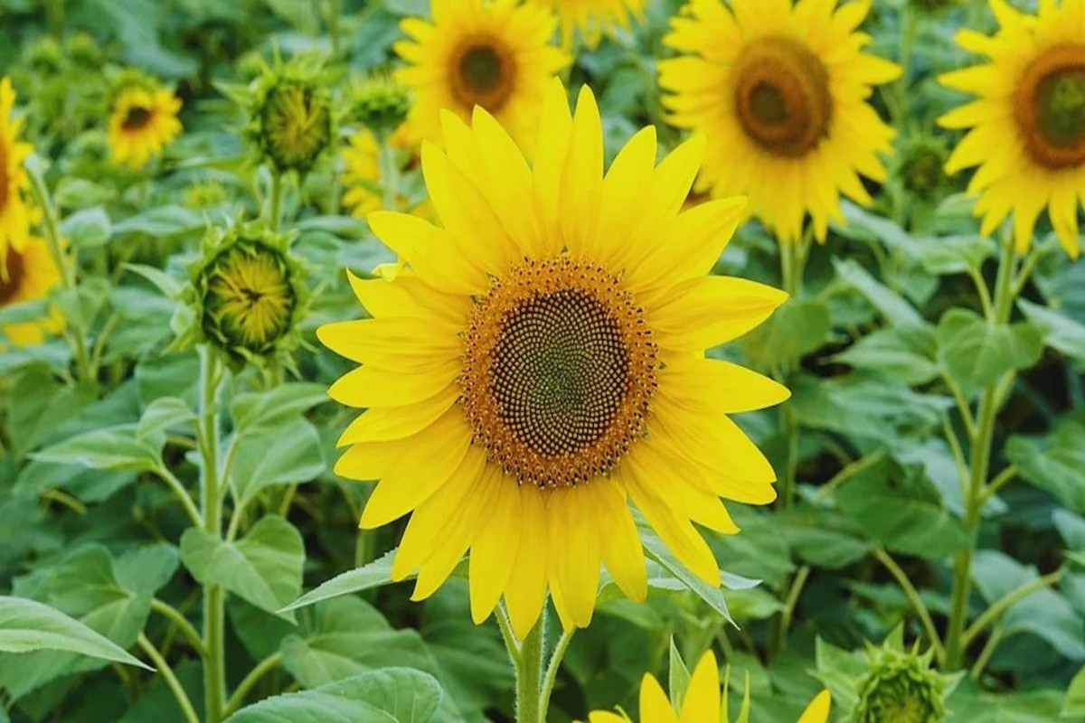 sunflower farming
